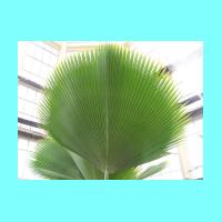 Conservatory 027.jpg